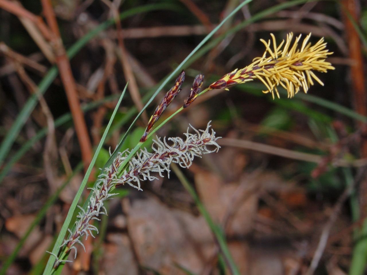 Carex cfr.rostrata